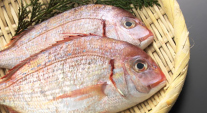 明石鯛